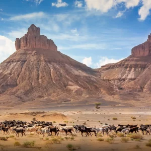 Shepherdess, her goats and her sheep