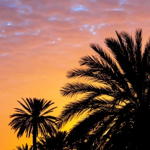 Les Palmiers s'embrasent